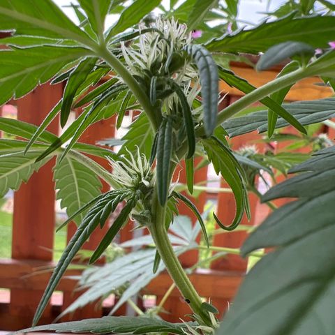 Easy Bubatz growlog timeline photo