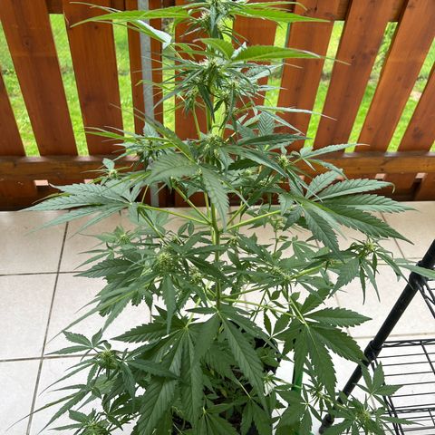 Easy Bubatz growlog timeline photo