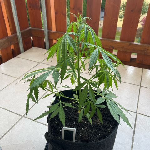 Amnesia Haze Automatic growlog timeline photo