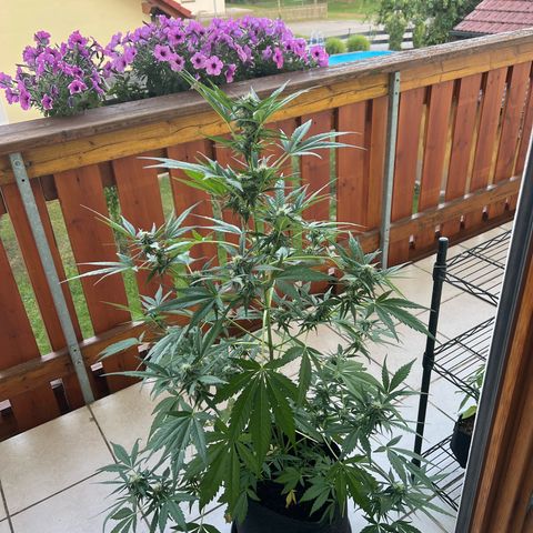 Easy Bubatz growlog timeline photo