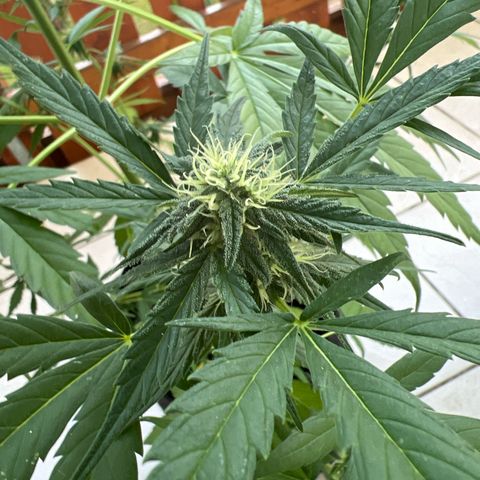 Easy Bubatz growlog timeline photo