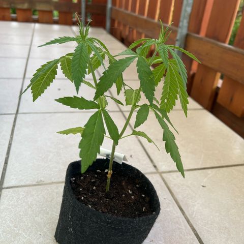 Special Queen #1 growlog timeline photo