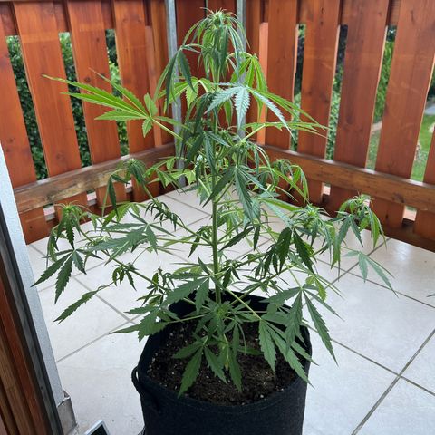 Amnesia Haze Automatic growlog timeline photo