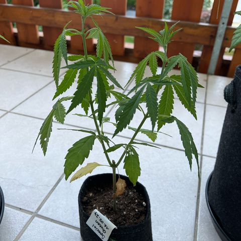 Special Queen #1 growlog timeline photo