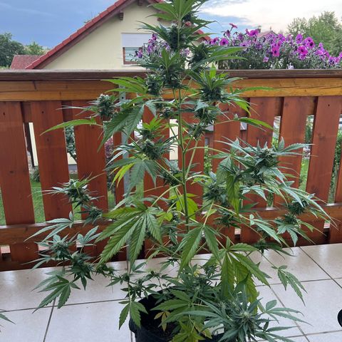 Easy Bubatz growlog timeline photo
