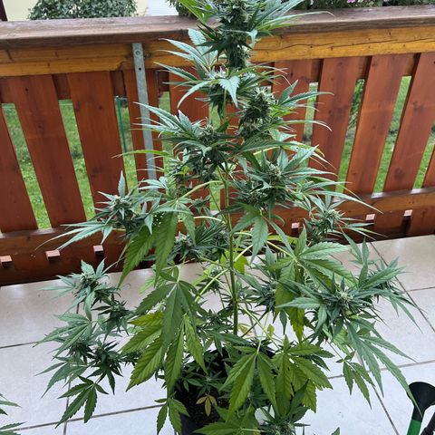 Easy Bubatz growlog timeline photo