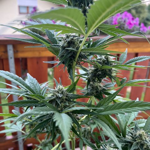 Easy Bubatz growlog timeline photo