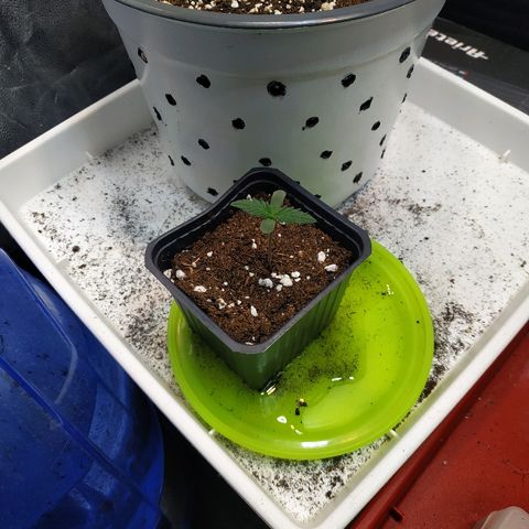 Auto White Widow 1 growlog timeline photo