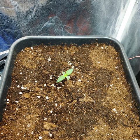 Auto White Widow 1 growlog timeline photo