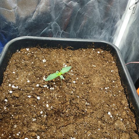 Auto White Widow 1 growlog timeline photo