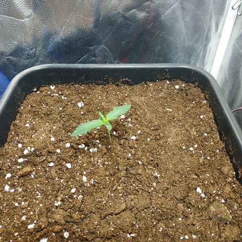 Auto White Widow 1 growlog timeline photo
