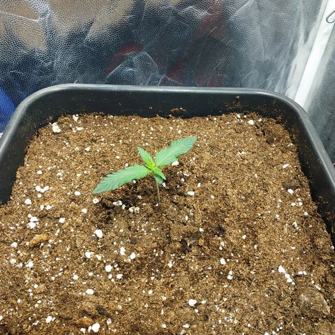 Auto White Widow 1 growlog timeline photo