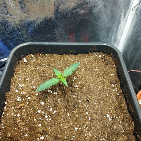 Auto White Widow 1 growlog timeline photo