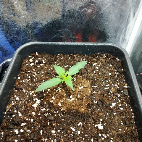 Auto White Widow 1 growlog timeline photo