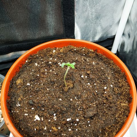 Auto White Widow 2 growlog timeline photo