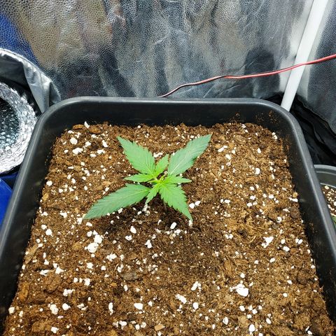 Auto White Widow 1 growlog timeline photo