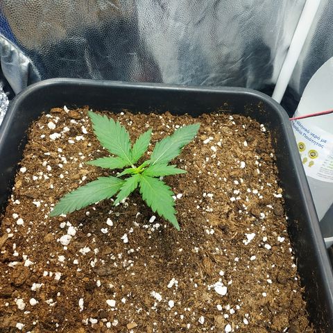 Auto White Widow 1 growlog timeline photo