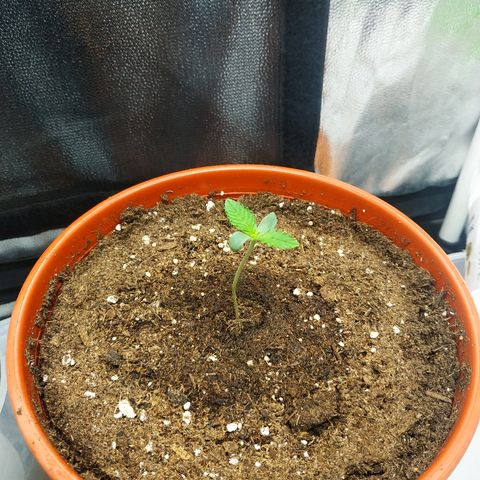 Auto White Widow 2 growlog timeline photo