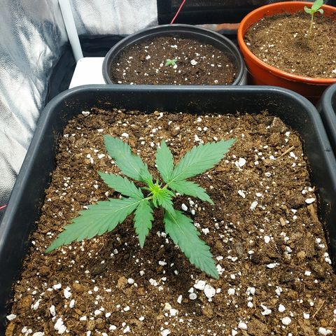 Auto White Widow 1 growlog timeline photo