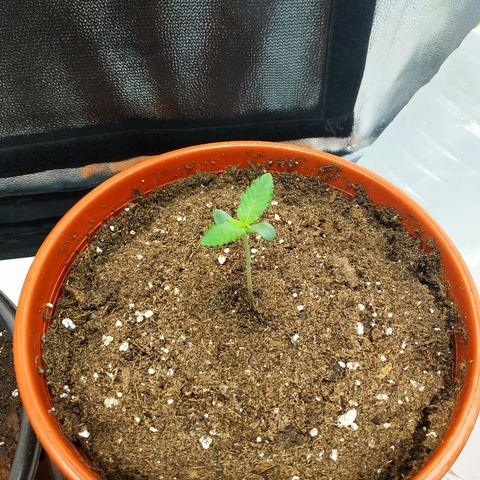 Auto White Widow 2 growlog timeline photo