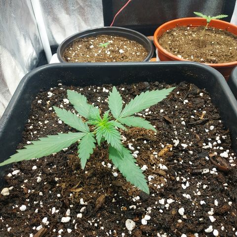 Auto White Widow 1 growlog timeline photo