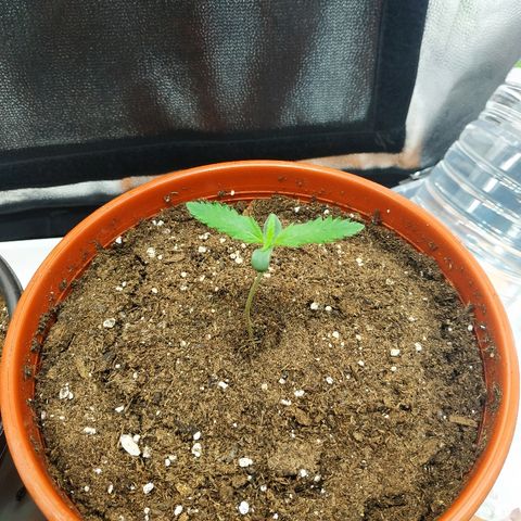 Auto White Widow 2 growlog timeline photo