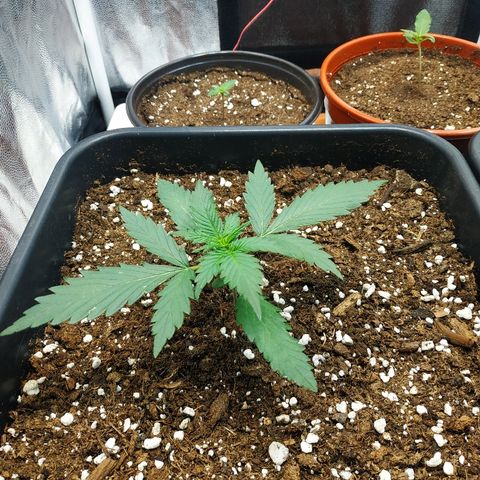 Auto White Widow 1 growlog timeline photo