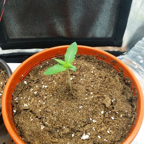 Auto White Widow 2 growlog timeline photo