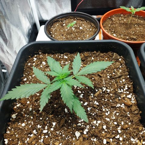 Auto White Widow 1 growlog timeline photo