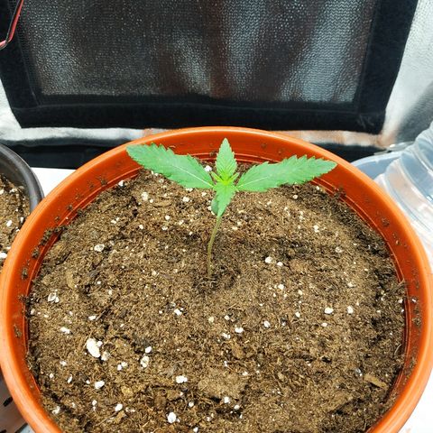 Auto White Widow 2 growlog timeline photo