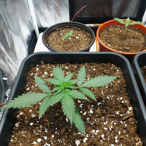 Auto White Widow 1 growlog timeline photo