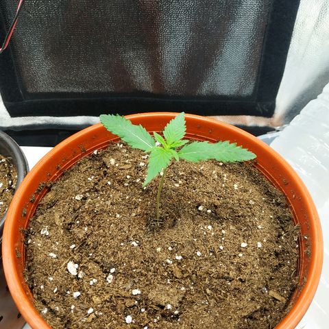 Auto White Widow 2 growlog timeline photo