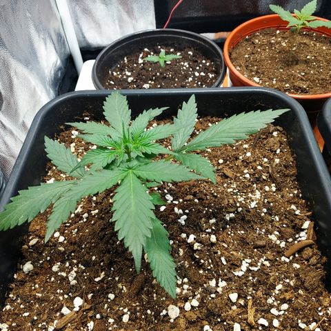 Auto White Widow 1 growlog timeline photo