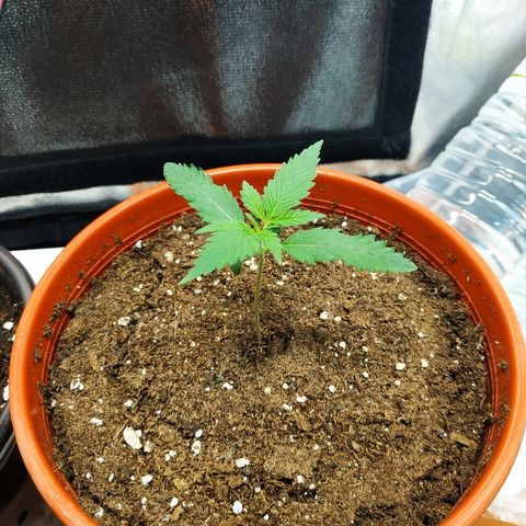 Auto White Widow 2 growlog timeline photo