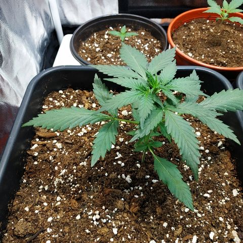 Auto White Widow 1 growlog timeline photo