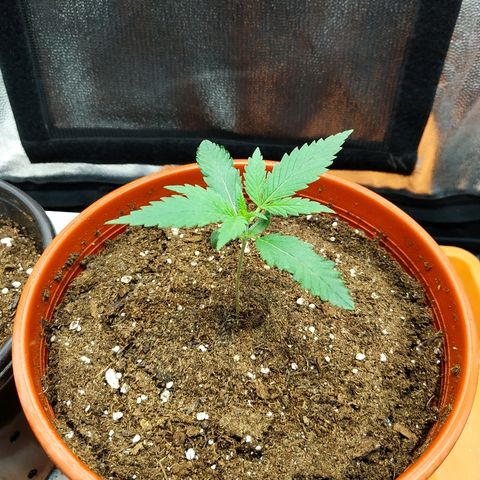 Auto White Widow 2 growlog timeline photo