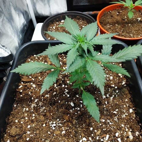 Auto White Widow 1 growlog timeline photo