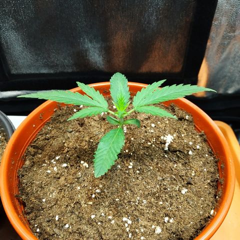 Auto White Widow 2 growlog timeline photo