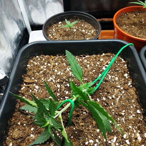 Auto White Widow 1 growlog timeline photo