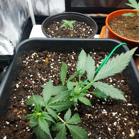 Auto White Widow 1 growlog timeline photo