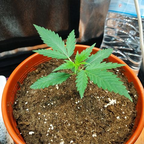 Auto White Widow 2 growlog timeline photo