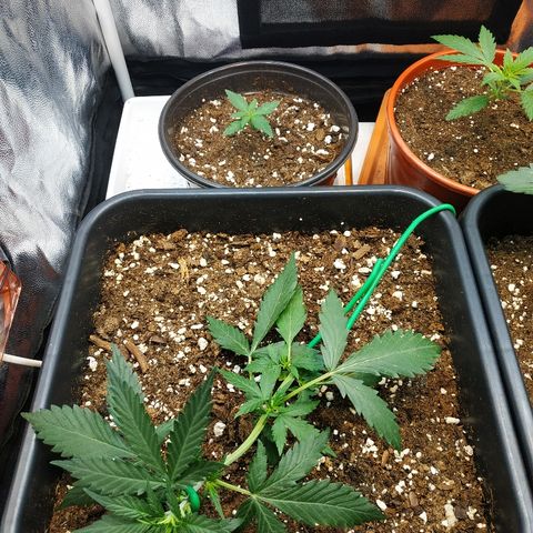 Auto White Widow 1 growlog timeline photo