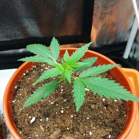 Auto White Widow 2 growlog timeline photo