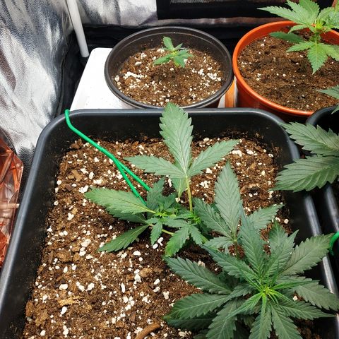 Auto White Widow 1 growlog timeline photo