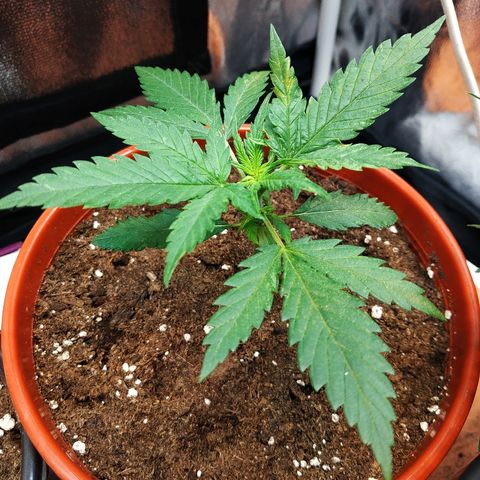 Auto White Widow 2 growlog timeline photo