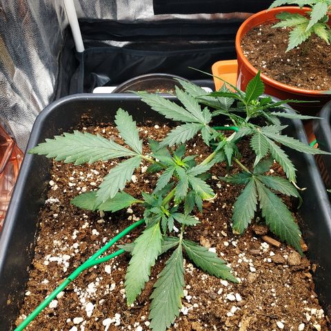 Auto White Widow 1 growlog timeline photo