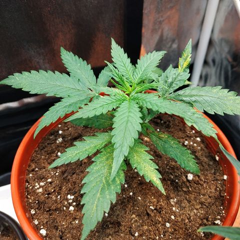 Auto White Widow 2 growlog timeline photo