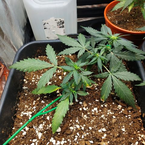 Auto White Widow 1 growlog timeline photo