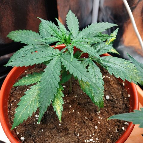 Auto White Widow 2 growlog timeline photo