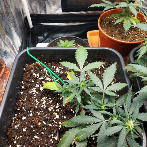 Auto White Widow 1 growlog timeline photo